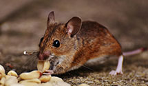 24 Hour & Emergency Exterminators in Hill West, VT